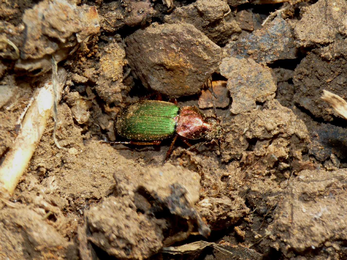 Chlaeniellus olivieri